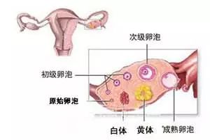 黄体分泌不足会影响胎芽生长吗,孕激素分泌不足黄体功能不全