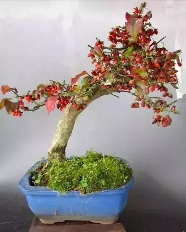 真弓卫矛盆景修剪伤口要处理吗,卫矛树盆景如何才能开花结果