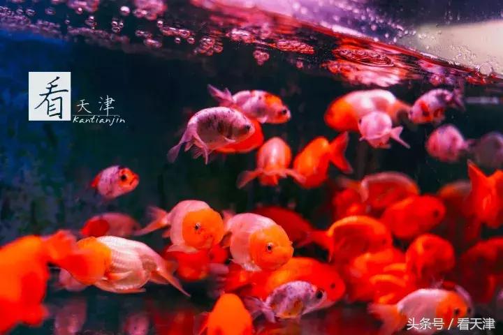 天津宝鸡道花鸟鱼虫市场鹦鹉全吗,天津市宝鸡道花鸟鱼虫市场文玩