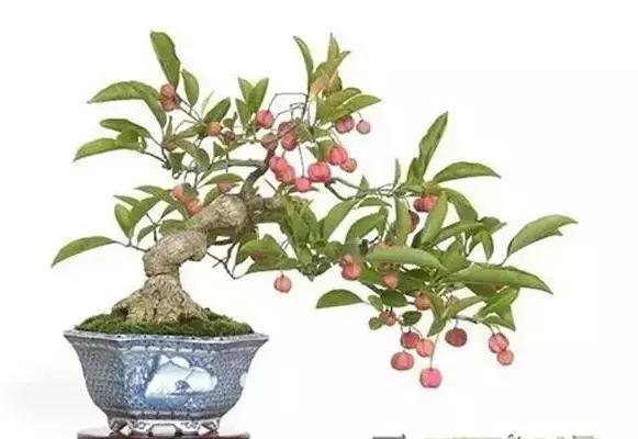 真弓卫矛盆景修剪伤口要处理吗,卫矛树盆景如何才能开花结果