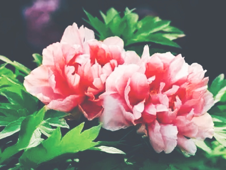 全球十大最美的国花,所有国家的国花大全