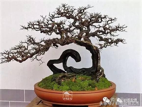 雀梅盆景价格在五千元至二万元的,经典中式庭院雀梅盆景100万以上