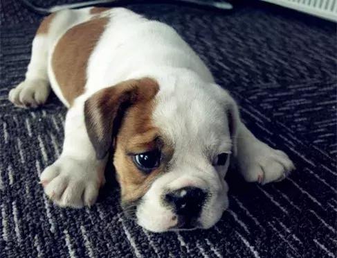 斗牛犬眼睛发红眼屎多用什么药,斗牛犬眼睛起脓