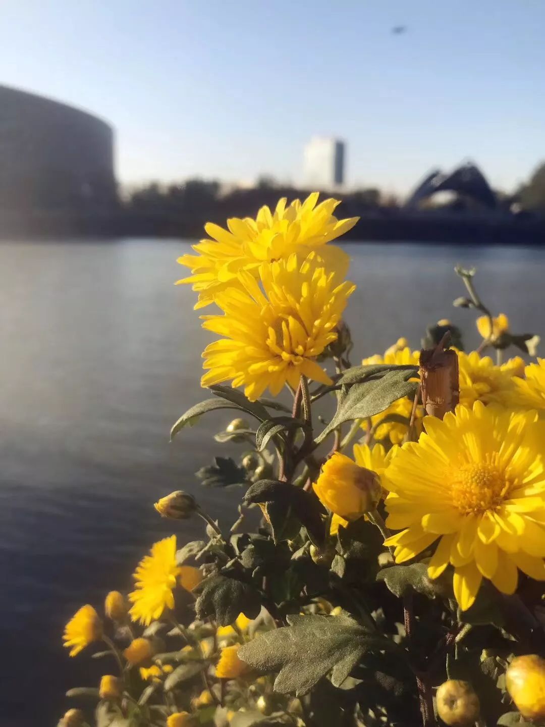 手机摄影作品也可以美不胜收,秋天手机摄影作品欣赏