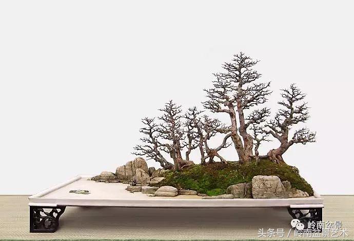 雀梅盆景100幅欣赏,珍藏雀梅盆景图片