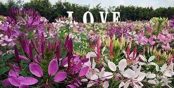 广州小仙女最爱的摩天*大轮**合集！《恶作剧之吻》同款来袭！