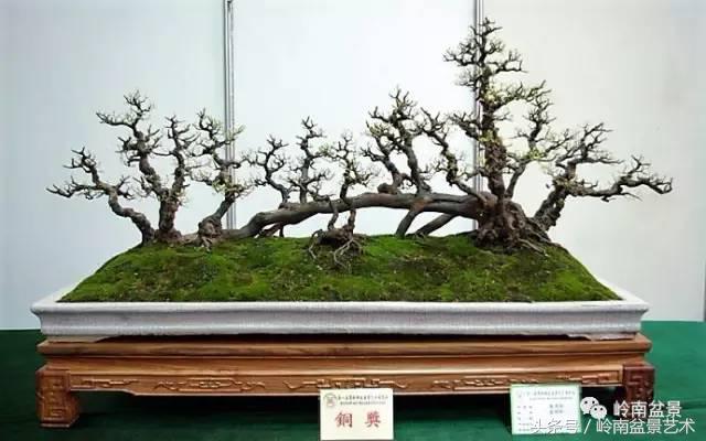 精品盆景雀梅杜鹃罗汉松,最美的100盆雀梅盆景建议收藏