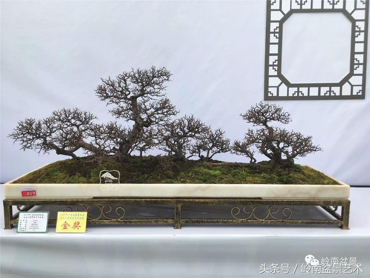 最值得收藏的六种盆景树种,十大珍贵盆景