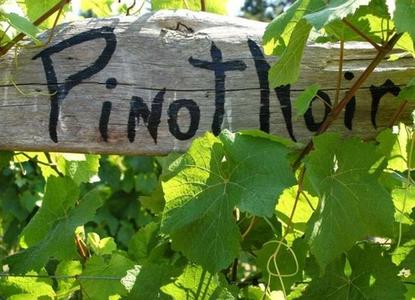 黑皮诺葡萄酒有什么特点,名仕罗纳德黑比诺干红葡萄酒