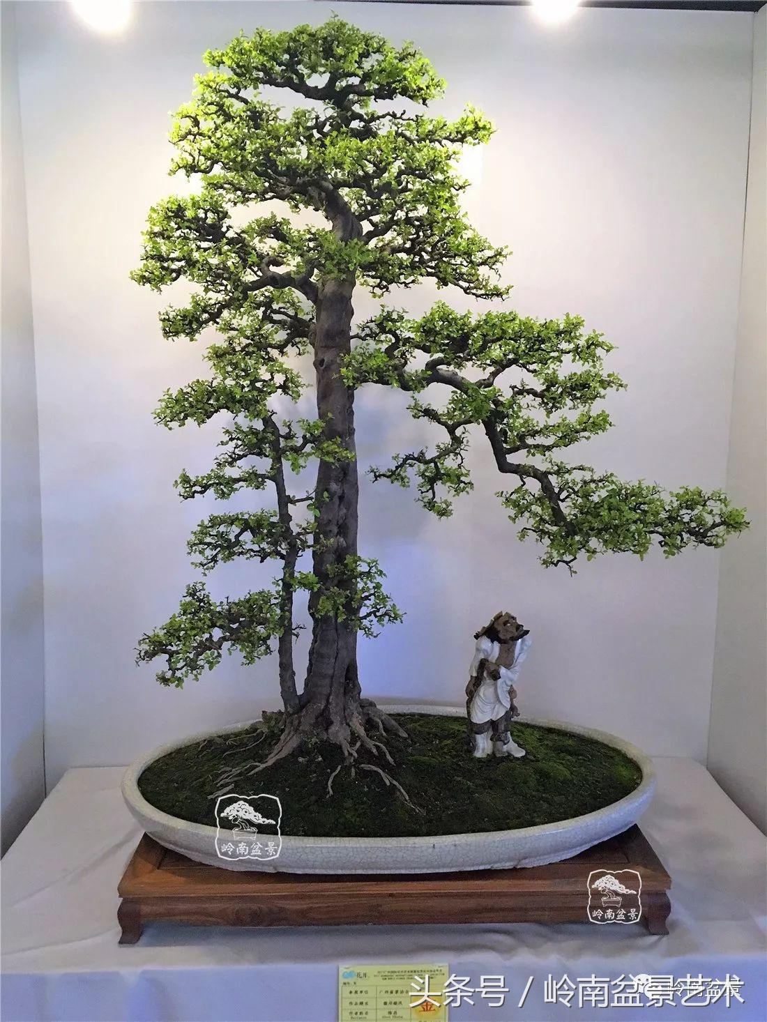 精品盆景雀梅杜鹃罗汉松,最美的100盆雀梅盆景建议收藏