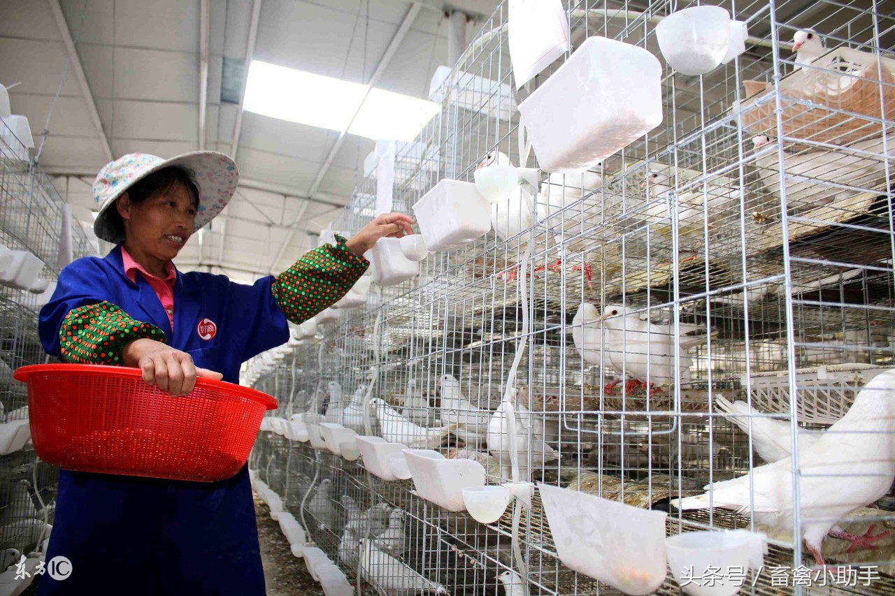 养100对白鸽需要多少资金,业余养50对肉鸽的效益