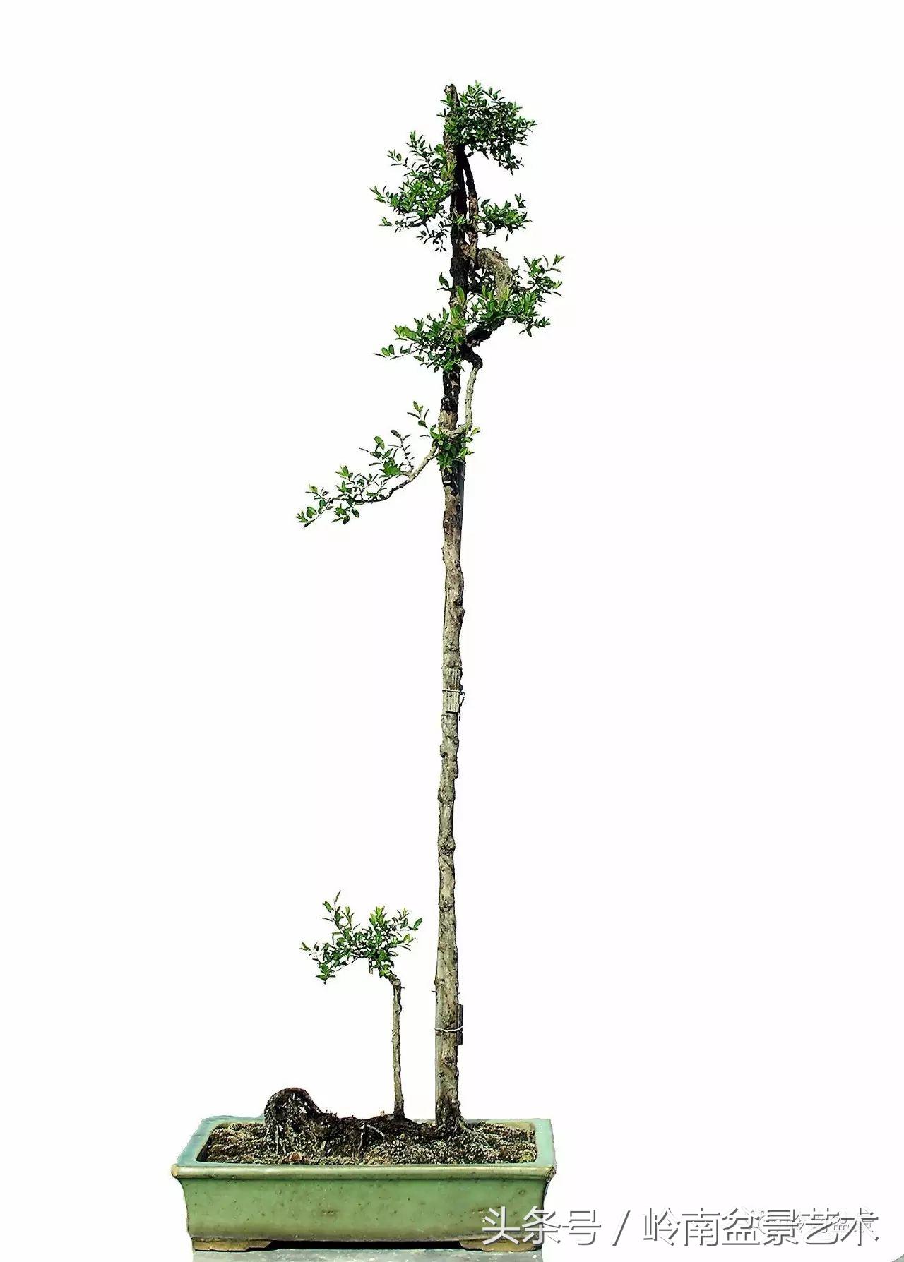 精品盆景雀梅杜鹃罗汉松,最美的100盆雀梅盆景建议收藏