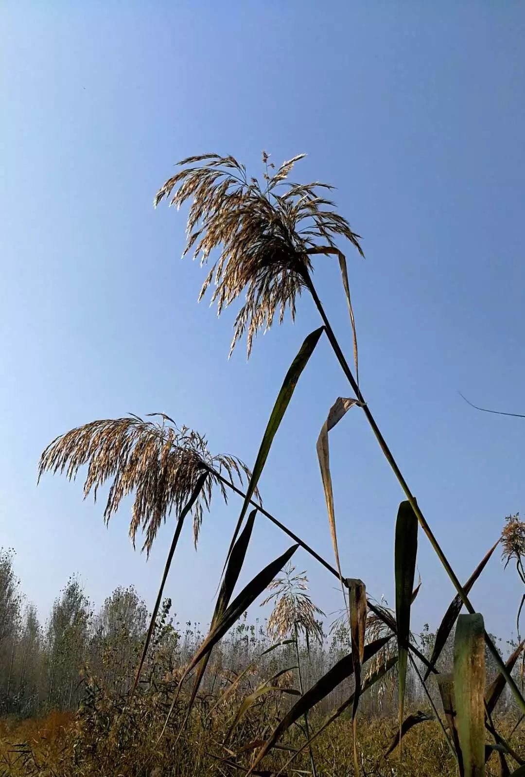 手机摄影作品也可以美不胜收,秋天手机摄影作品欣赏