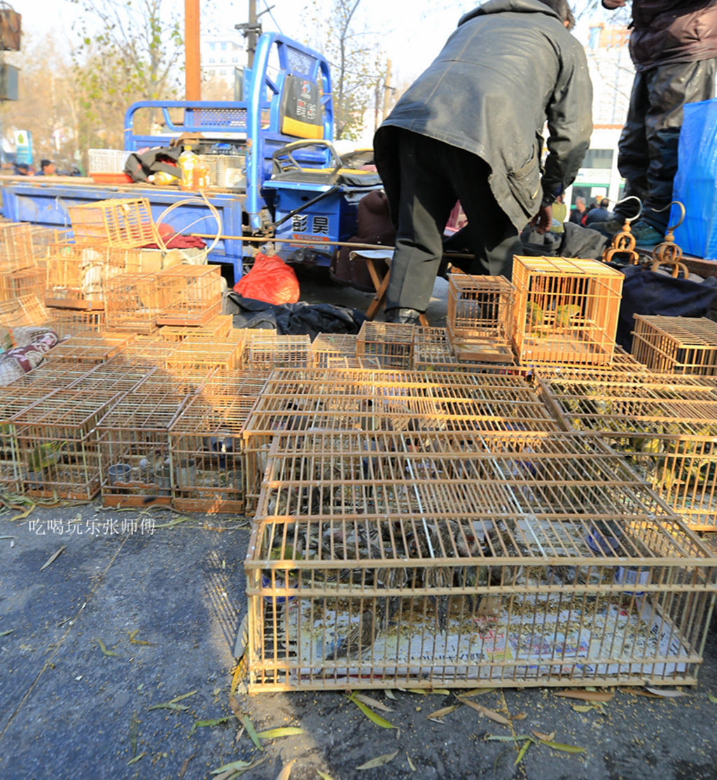 哈尔滨市畜牧交易市场,哈尔滨动物市场