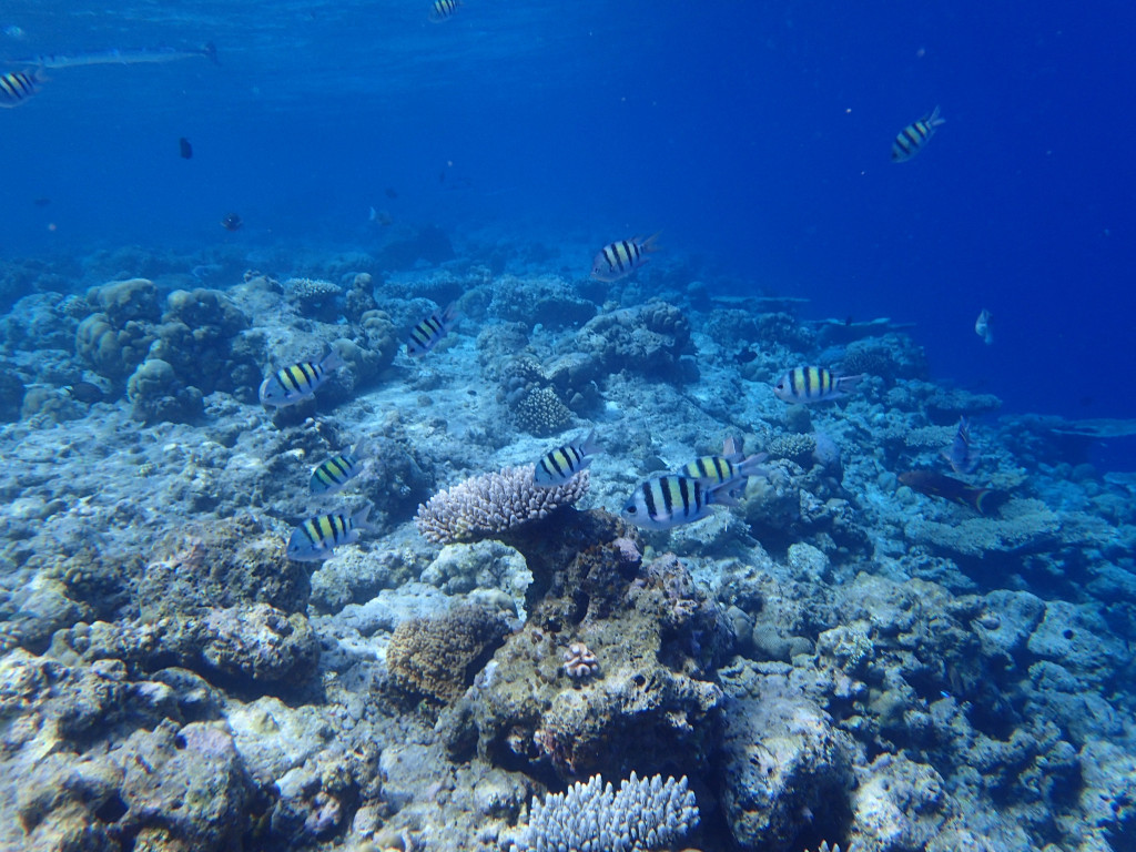 满月岛旅游攻略,满月岛和马尔代夫岛哪个好