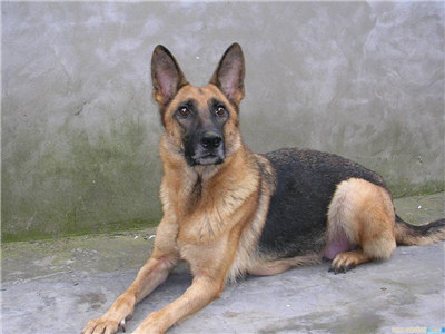 德国牧羊犬受孕后的表现,德国牧羊犬怀孕