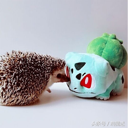 宠物刺猬到底应该喂什么——活饵篇