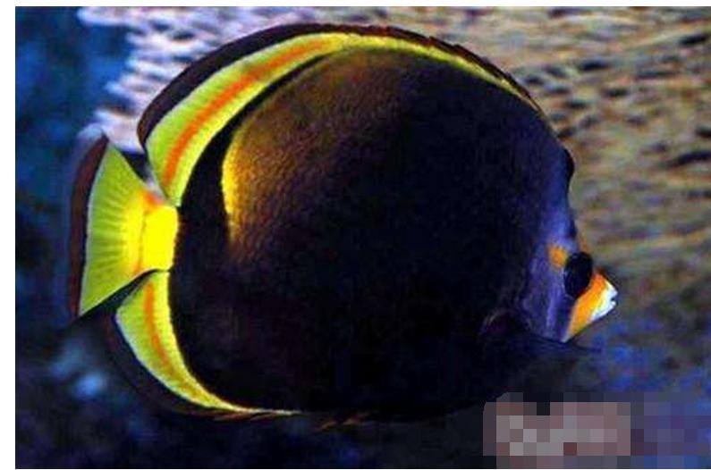 海洋中的黄金战士——澳洲法国蝶鱼（一）