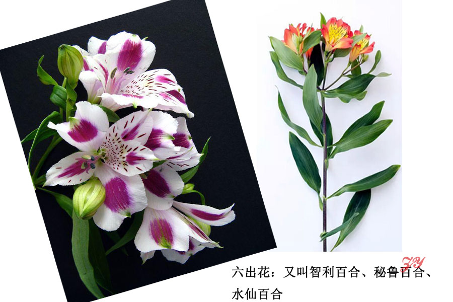 极简风客厅花卉效果图,花卉形状图片大全