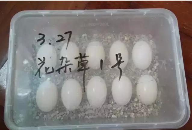 乌龟下蛋时要用什么东西帮它孵化,乌龟孵化过程中为什么出现变异