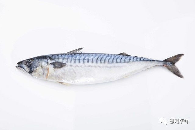 海产市场常见鱼有哪些品种,中国市场常见的进口鱼有哪些
