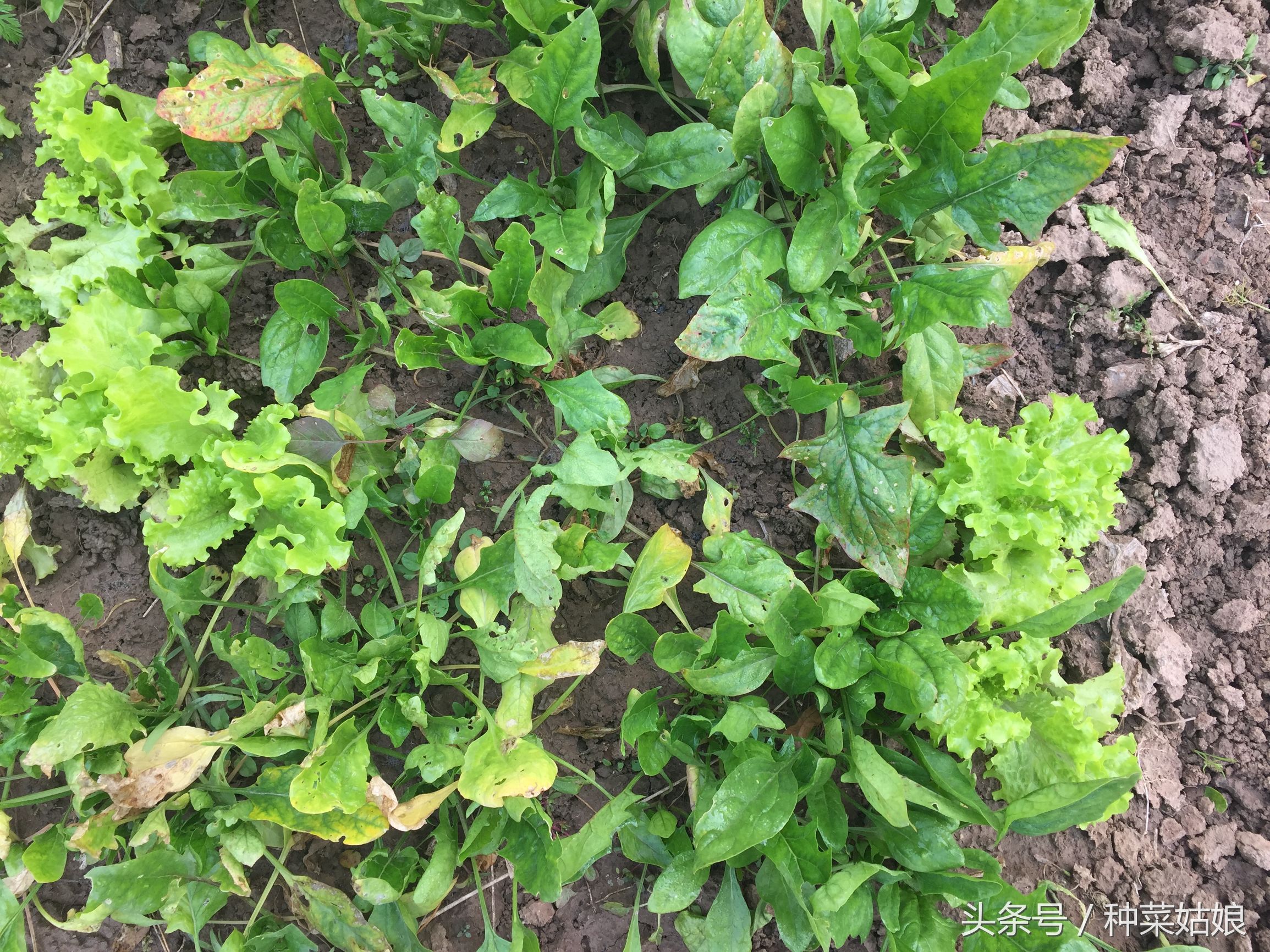 阳台生菜种植方法全过程,冬天阳台种植生菜的正确方法