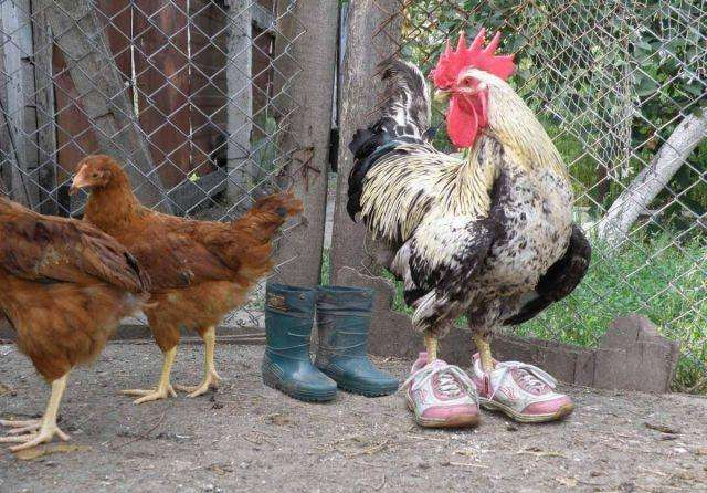 双11前应该操作什么,双11抢的鞋码数不对可以调换码