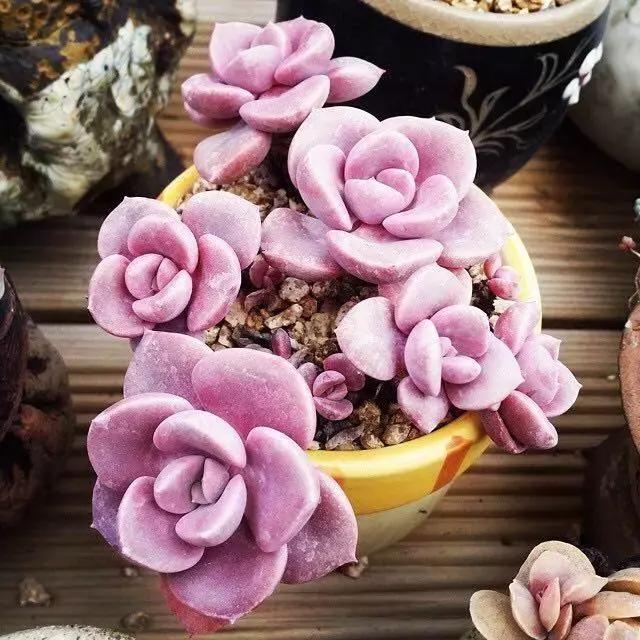 肉友推荐养的多肉植物,国外肉友养的多肉