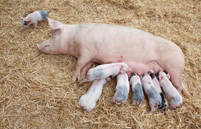 2024农村自繁自养的猪成本多少,怎么养猪省成本钱