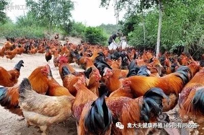 高产蛋鹅都吃什么,高产蛋鸭