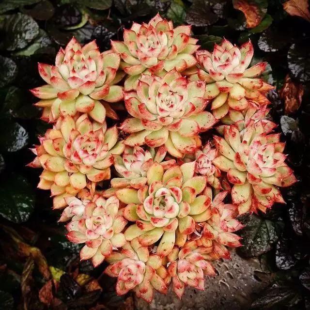 肉友推荐养的多肉植物,国外肉友养的多肉