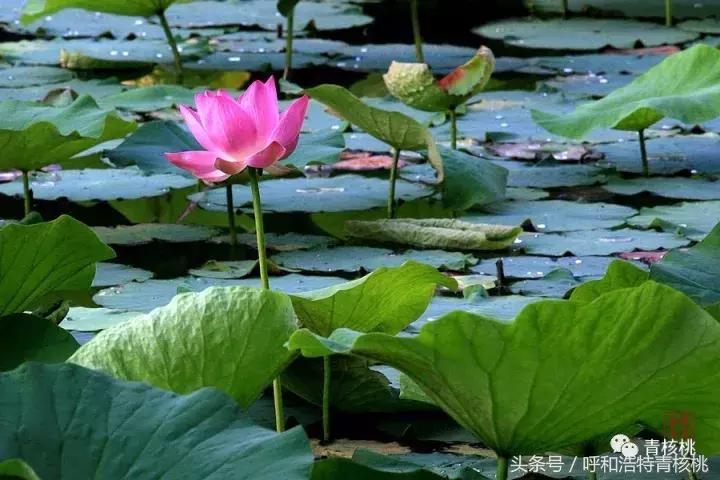 大家好这是我的家英文,大家好这是我的家图片卡通