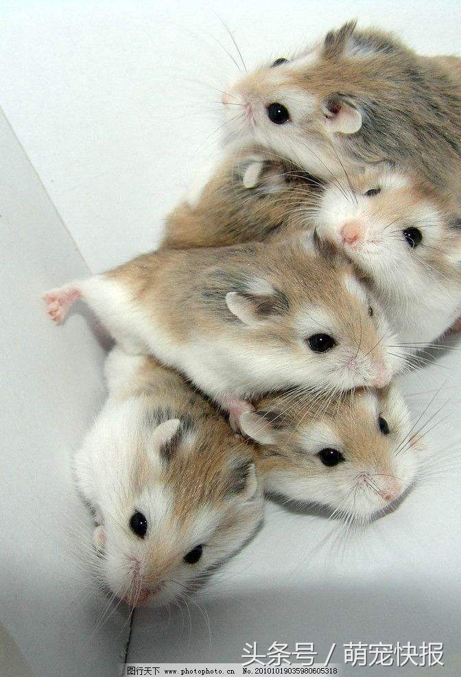 个头小小，敌意很强，喜欢挑战养一只吧……