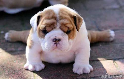 快看!“一字马”玩爆国内国际