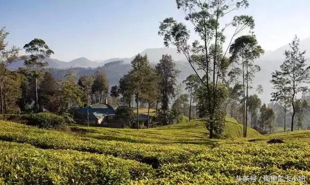 罗莱夏朵在中国性价比最高的酒店,国内的罗莱夏朵酒店