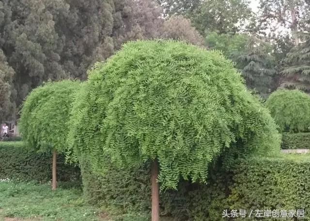 100种室内植物大全,户外小景观植物大全