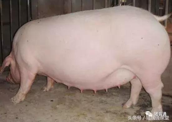 母猪超了预产期对仔猪有影响,母猪刚生完就死了仔猪怎么办