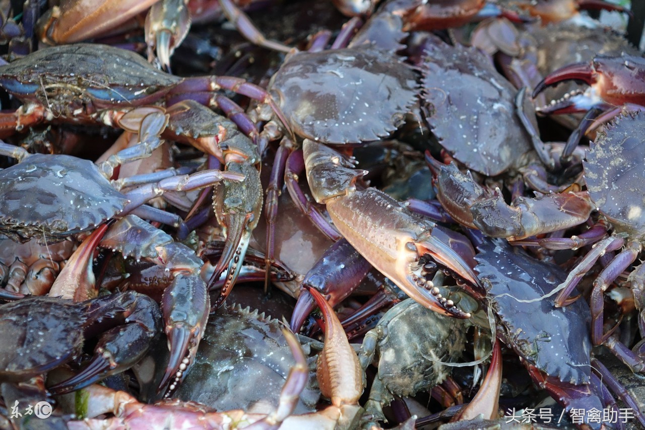 青蟹养殖技术大全,螃蟹养殖建池技术