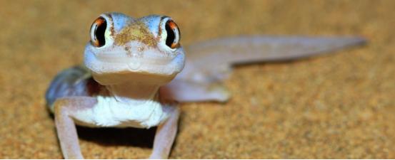 壁虎治疗脊髓损伤,壁虎治脊髓损伤