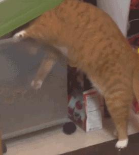 台湾一网友撸猫的时候，有了惊人的发现