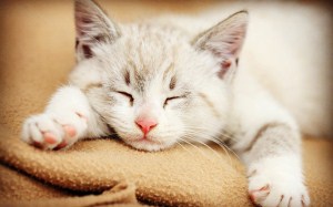 如何让自己不打呼噜妙招,怎么让室友不打呼噜