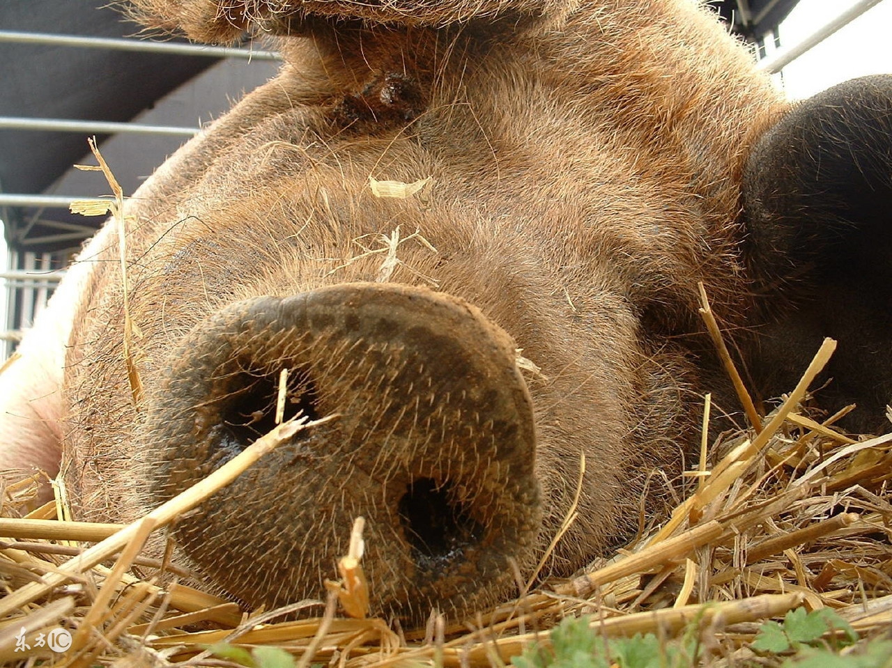 猪口蹄疫发病新特点及其防控要点,如何防控猪口蹄疫症状