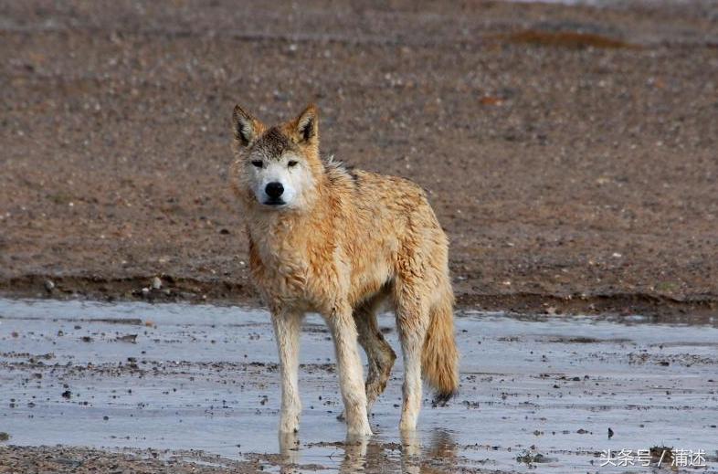 一个人的羌塘,一个人的羌塘无人区