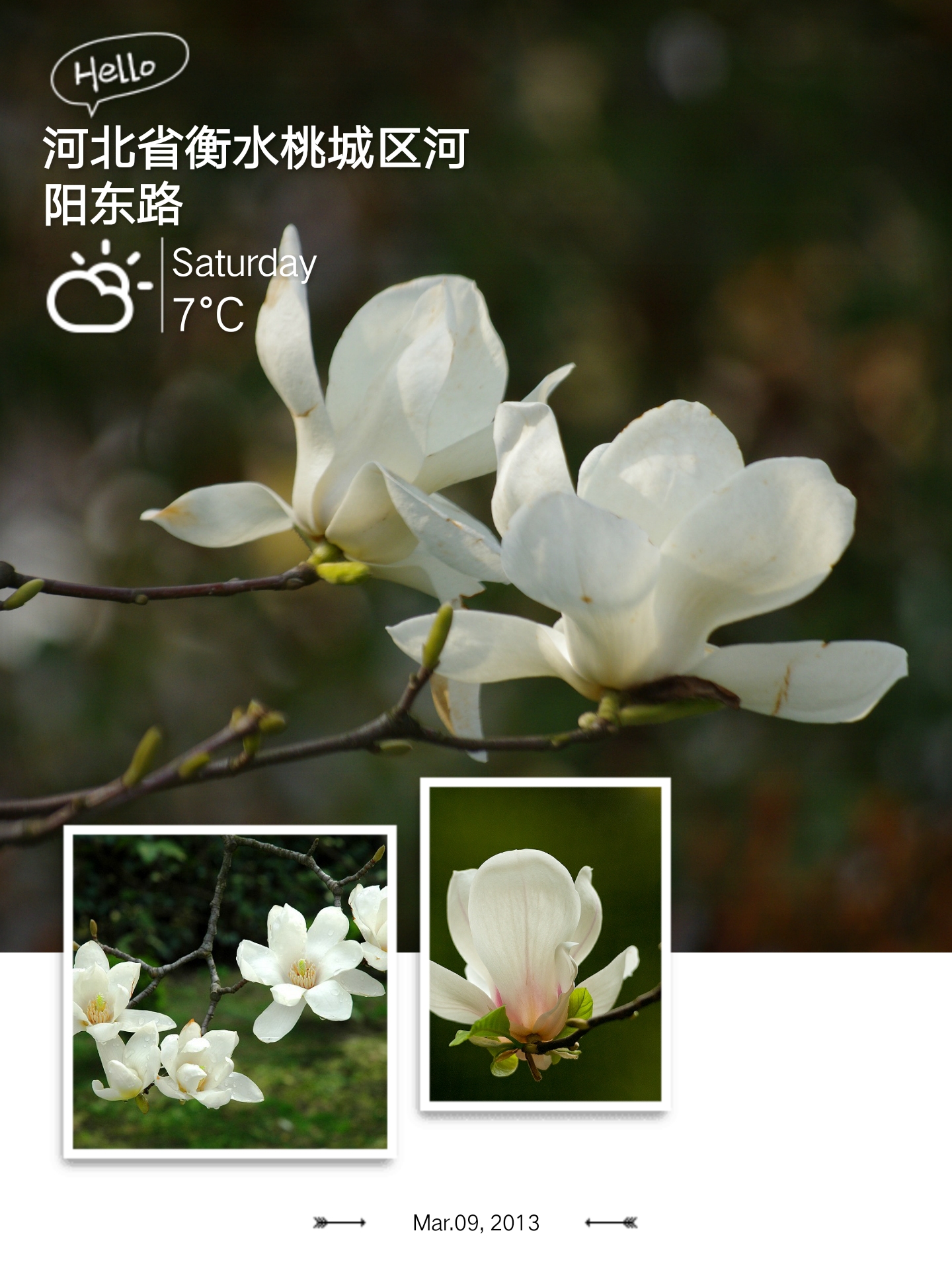 白玉兰洁白孤傲,白玉兰是玉兰中的极品吗