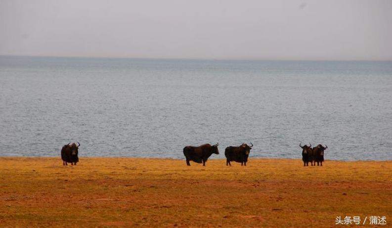 一个人的羌塘,一个人的羌塘无人区