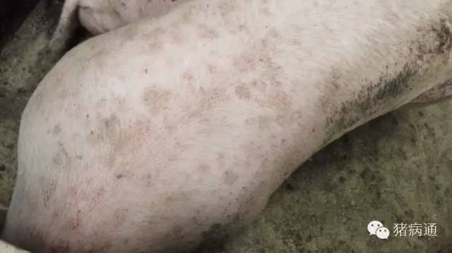 母猪奶水少小猪大小不一怎么办,母猪长痘怎么处理