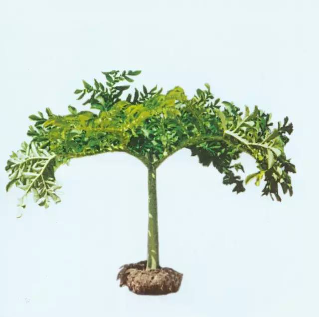 开春挖野菜教你轻松识别18种野菜,您知道春季最养肝护肝的野菜吗