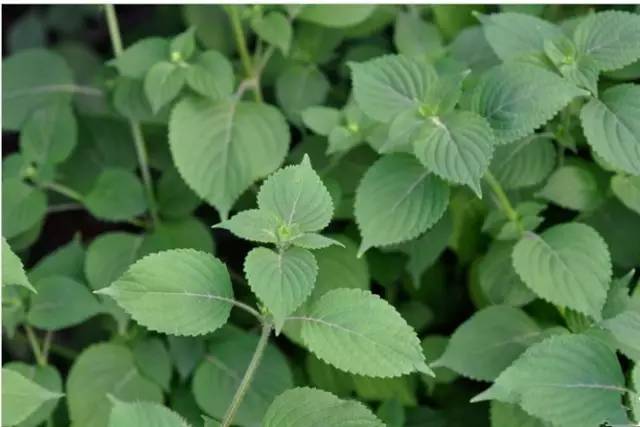 开春挖野菜教你轻松识别18种野菜,您知道春季最养肝护肝的野菜吗