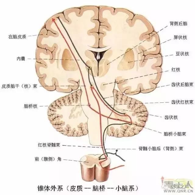 绘制神经系统的生理解剖图,人体骨骼血管神经系统解剖图