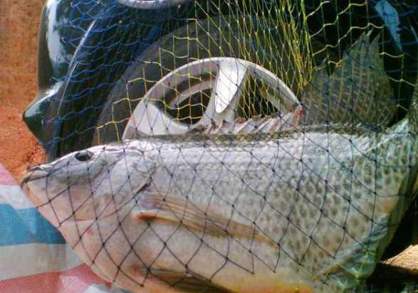 湛江千人钓鱼视频,疯狂钓鱼人钓到了最大的鱼